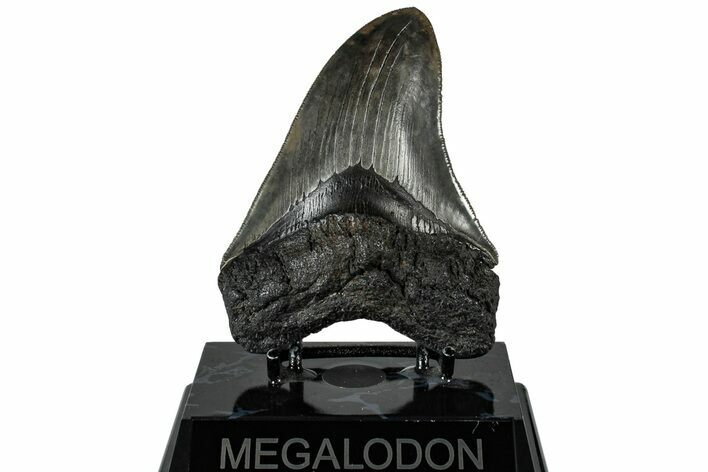 Serrated, Fossil Megalodon Tooth - South Carolina #310402